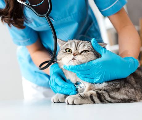cropped view of veterinarian examining tabby scottish straight cat with stethosope