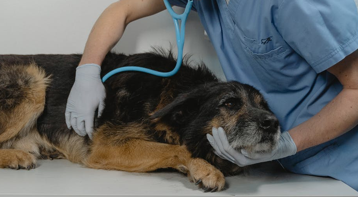 24/7 Emergency Pet Clinic in Islamabad | Pets & Vets