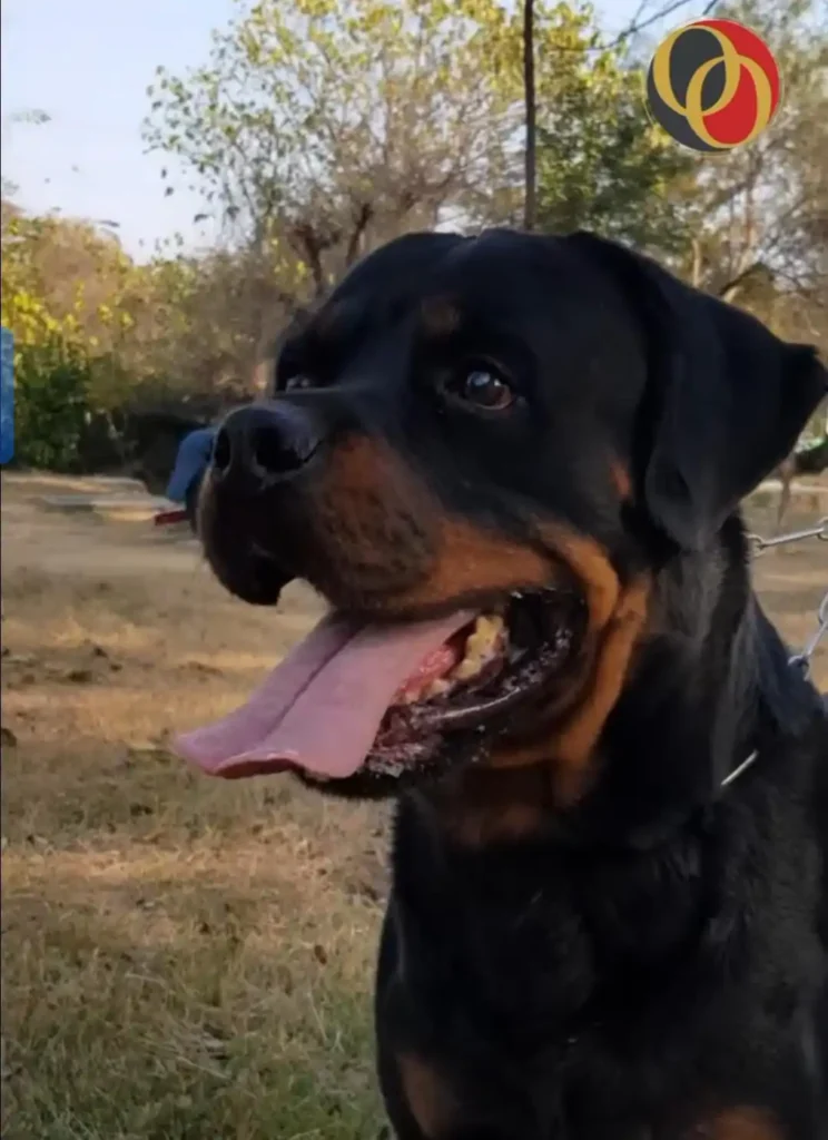 WhatsApp Image 2025 03 14 At 23.38.08 4260ad67 744x1024