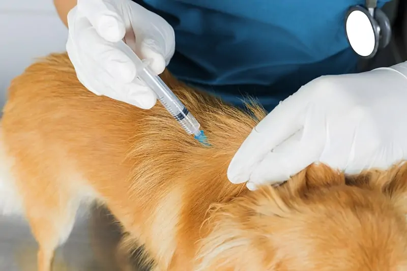 Pet Vaccination in Islamabad