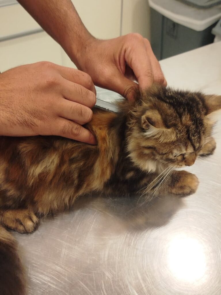 7a034bec A280 4cad A004 15bf1b73a7e3 768x1024