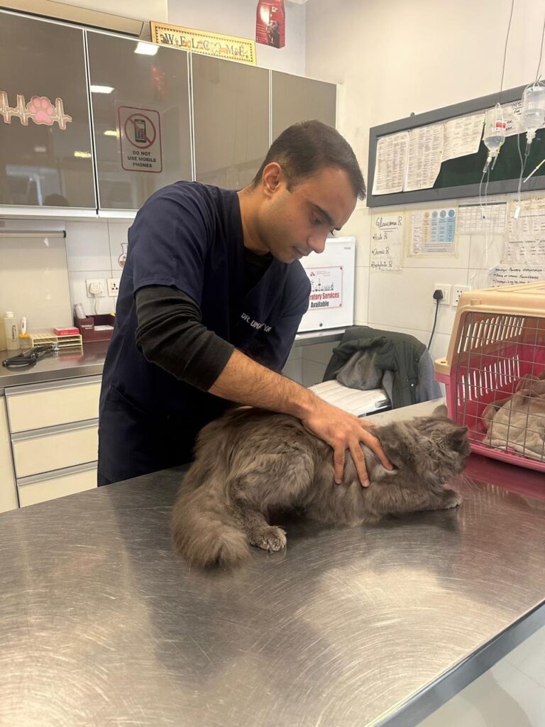 best pet clinic in islamabad