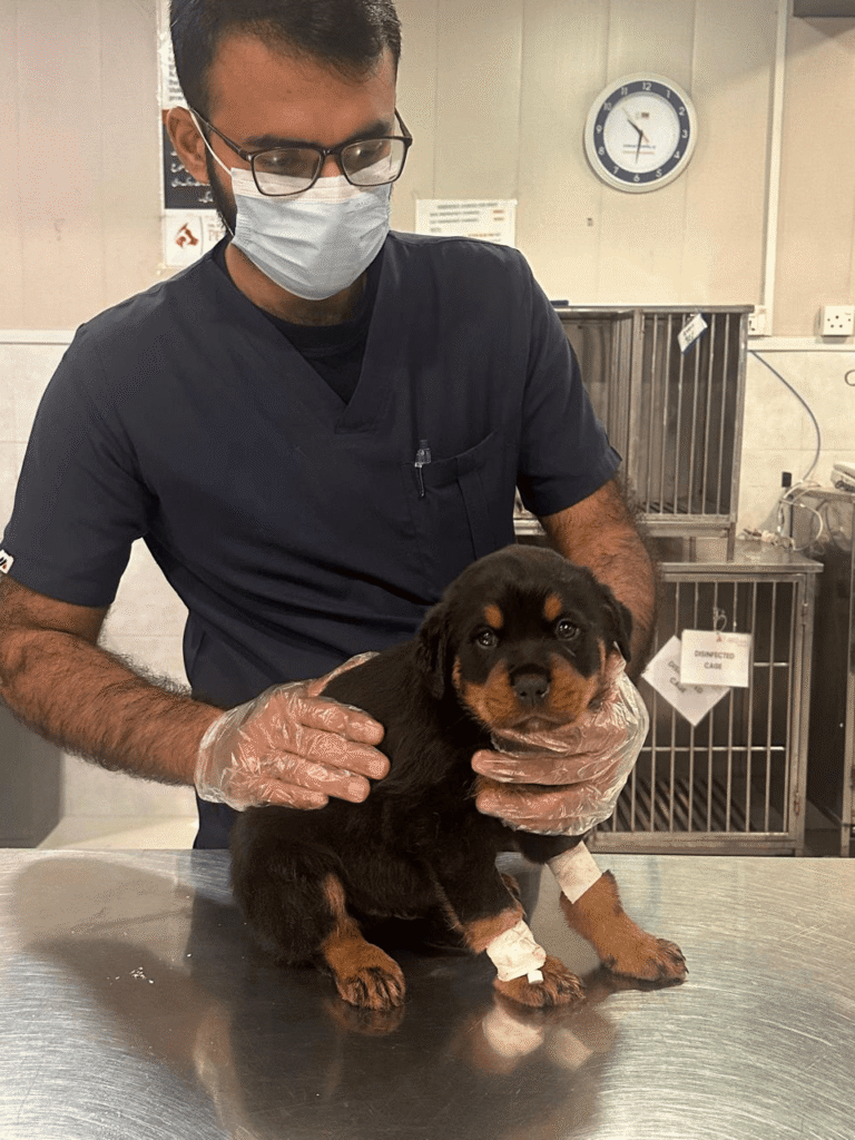 best pet clinic in islamabad