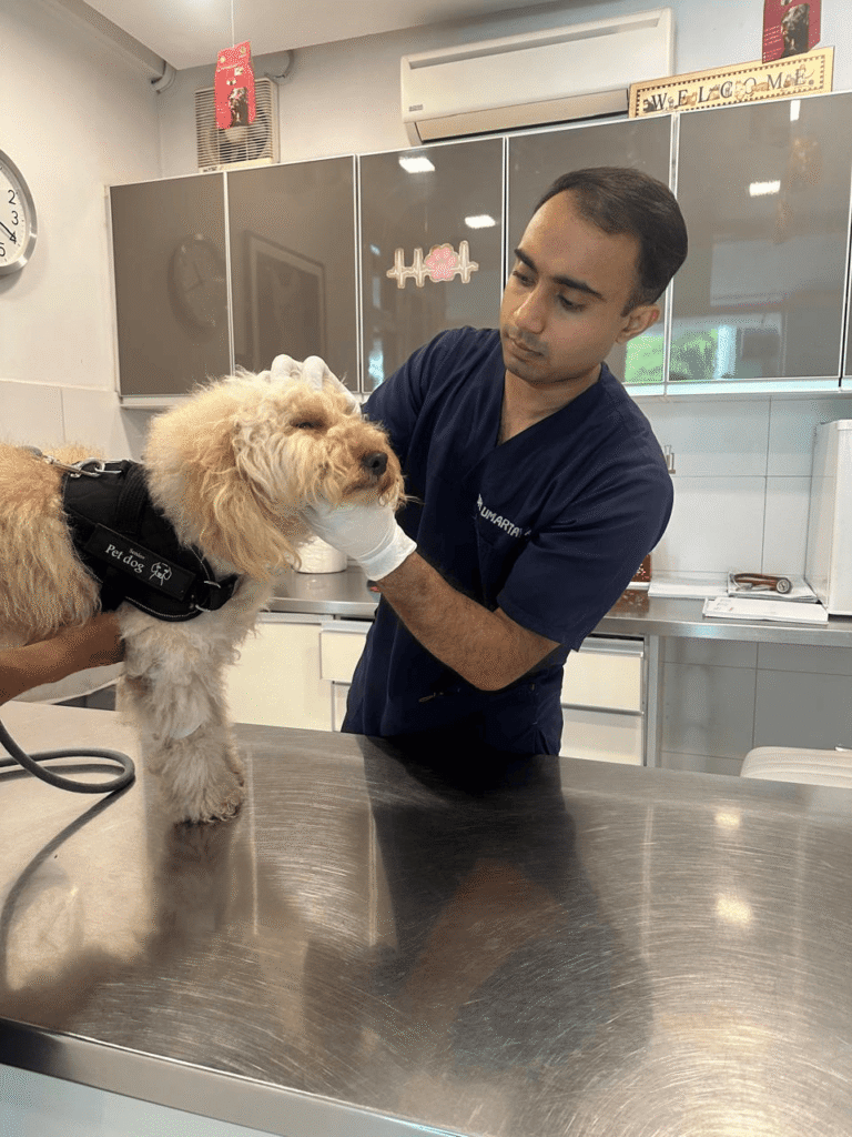 best pet clinic in islamabad (2)